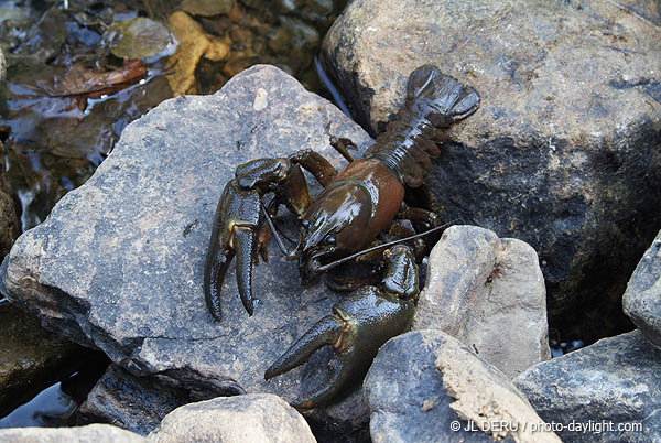 écrevisse, crawfish
Aisne